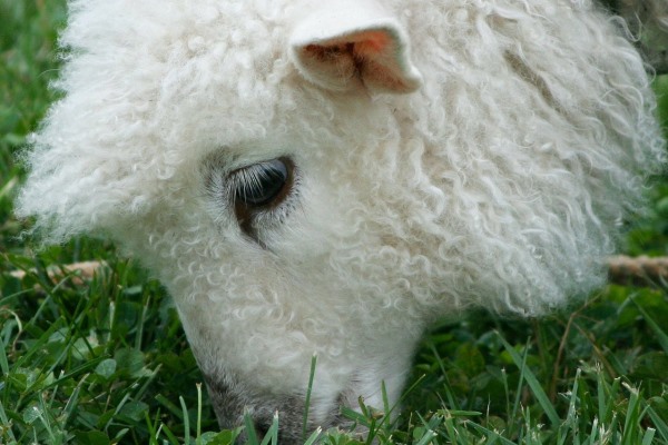 sheep4